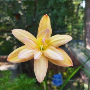 Zephyranthes Yanti chandra Rain Lily Bulb(1nos)