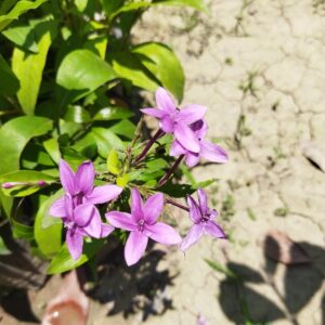 purple star plant(nil tagar)