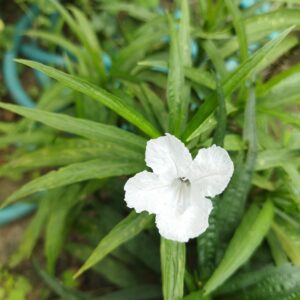 Ruellia Plant (white flower)