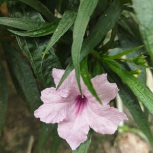 Ruellia Plant (pink flower)