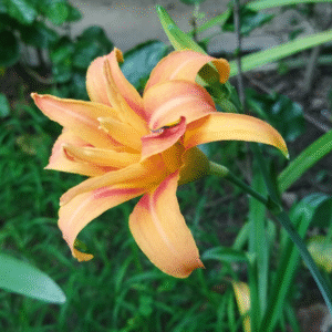 Day Lily Flower Bulb (Orange)