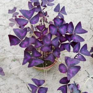 Purple Shamrock 1 nos bulb (Oxalis Triangularis)
