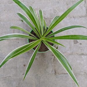 Spider Plant (big leaf)