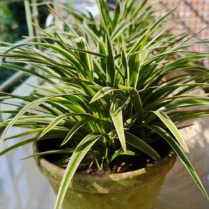 spider Plant (dwarf)