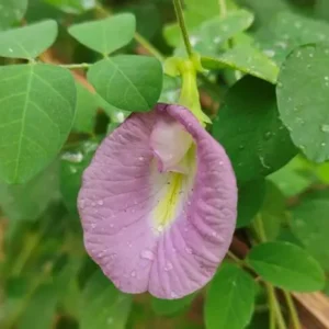 Aparajita Pink Butterfly Pea seeds( 05 nos)