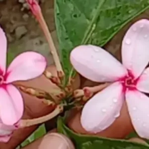 Pink Tagar Chandni Flower