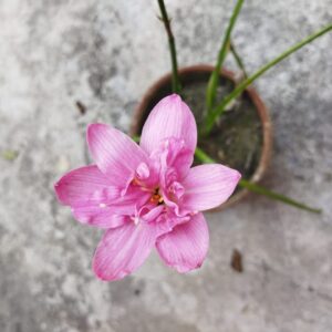 Zephyranthes Double Lotus Rain Lily Bulb(1nos)