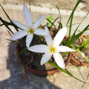 Zephyranthes Light Pink Rain Lily Flower Bulbs(1 nos)