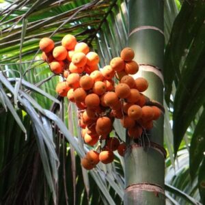 Betel Nut Plant (Assam Variety)
