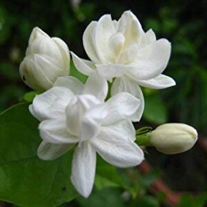 Mogra Double Plant (Arabian Jasmine)