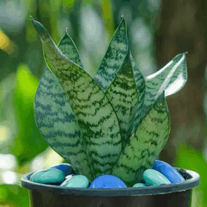 Snake plant dwarf