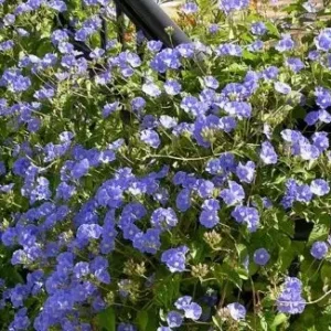 sky blue cluster vine