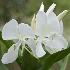 Butterfly Lily( 1 bulb)
