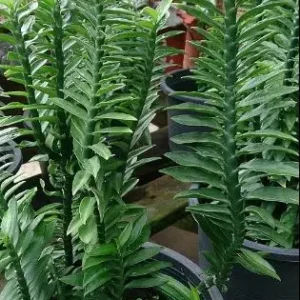 Devil,s backbone plant