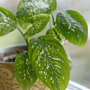 Dieffenbachia ‘Tropic Rain’