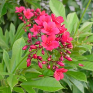 Dutta Priya Plant( Jatropha integerrima)