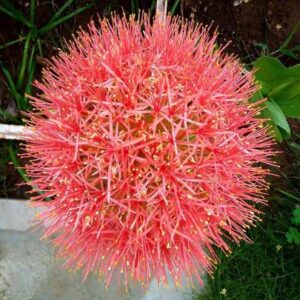 Football Lily  Bulb (1nos)