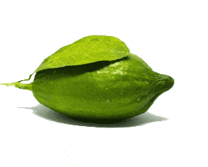 Gandharaj lemon Plant (air layering)