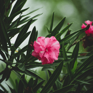 Pink Oleander flower