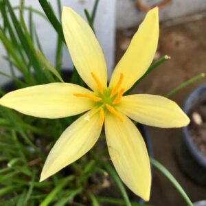 Zephyranthes  Lemon Rain Lily Flower Bulbs (1 nos)