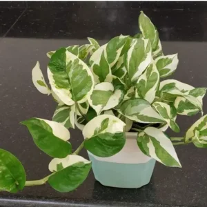 Money plant( Marble Prince)