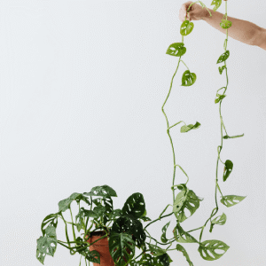 Monstera Broken Heart