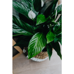 Peace Lily Plant