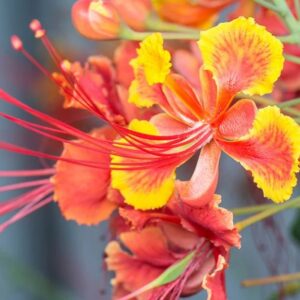 Peacock Flower, Red Bird of Paradise