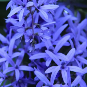 Sandpaper vine (Nilmani Lata)