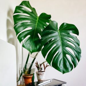 Monstera dragon tail
