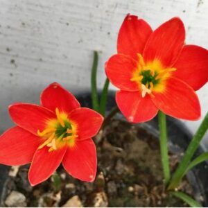 Zephyranthes Pride Of Singapore Rain Lily Bulb(1nos)