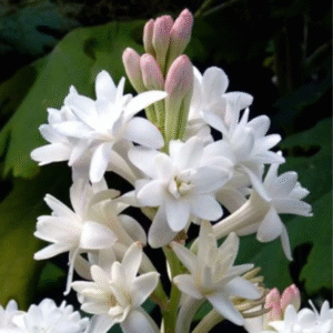 Tuberose bulb(1nos)