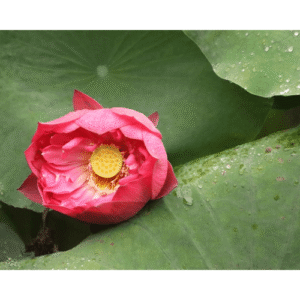 Lotus(hybrid) red tubers