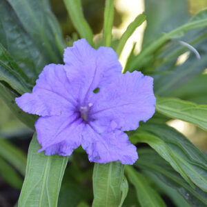 Ruellia Plant (purple flower)