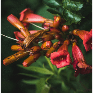 Tecoma trumpet vine