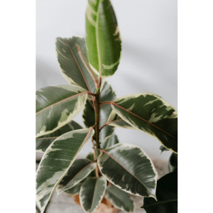 Variegated Rubber Tree