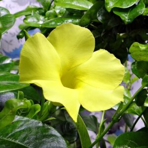 Wild Allamanda