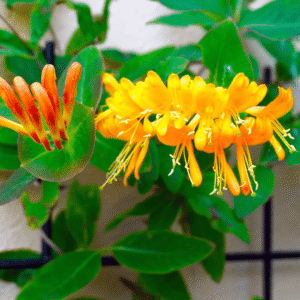 Honeysuckle